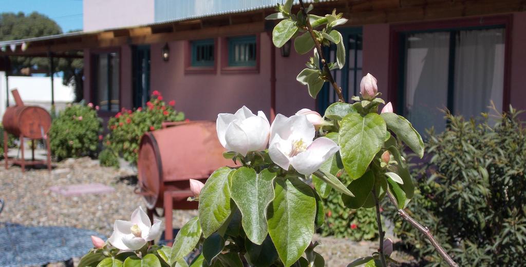 Posada Caracoles ปูแอร์โตปีรามีเดส ห้อง รูปภาพ